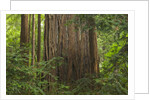 Redwood Trunk by Anonymous