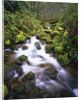 Brook Running Over Mossy Rocks by Anonymous