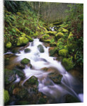 Brook Running Over Mossy Rocks by Anonymous