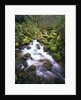 Brook Running Over Mossy Rocks by Anonymous