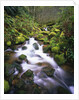 Brook Running Over Mossy Rocks by Anonymous