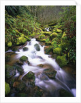 Brook Running Over Mossy Rocks by Anonymous