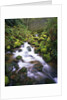 Brook Running Over Mossy Rocks by Anonymous