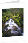 Brook Running Over Mossy Rocks by Anonymous
