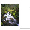 Brook Running Over Mossy Rocks by Anonymous