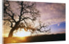 Oak Tree at Sunrise by Anonymous