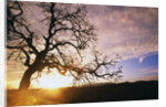 Oak Tree at Sunrise by Anonymous