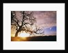 Oak Tree at Sunrise by Anonymous