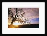 Oak Tree at Sunrise by Anonymous