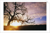 Oak Tree at Sunrise by Anonymous