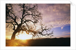 Oak Tree at Sunrise by Anonymous