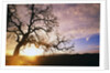 Oak Tree at Sunrise by Anonymous