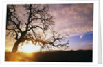 Oak Tree at Sunrise by Anonymous