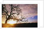 Oak Tree at Sunrise by Anonymous