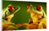 Red-Eyed Tree Frogs by Anonymous