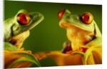 Red-Eyed Tree Frogs by Anonymous