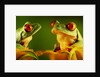 Red-Eyed Tree Frogs by Anonymous