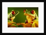 Red-Eyed Tree Frogs by Anonymous
