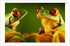 Red-Eyed Tree Frogs by Anonymous