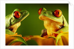 Red-Eyed Tree Frogs by Anonymous