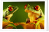 Red-Eyed Tree Frogs by Anonymous