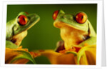 Red-Eyed Tree Frogs by Anonymous