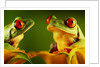 Red-Eyed Tree Frogs by Anonymous