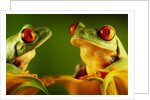 Red-Eyed Tree Frogs by Anonymous