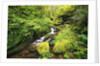 Creek Running Through Forest by Anonymous