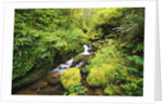 Creek Running Through Forest by Anonymous