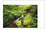 Creek Running Through Forest by Anonymous