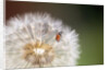 Ladybug on Dandelion by Anonymous