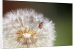 Ladybug on Dandelion by Anonymous