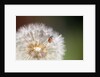 Ladybug on Dandelion by Anonymous