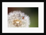 Ladybug on Dandelion by Anonymous