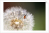 Ladybug on Dandelion by Anonymous
