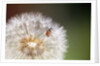 Ladybug on Dandelion by Anonymous