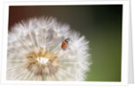 Ladybug on Dandelion by Anonymous