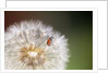 Ladybug on Dandelion by Anonymous