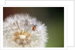 Ladybug on Dandelion by Anonymous