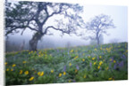 Oak Trees and Flowers in Meadow by Anonymous