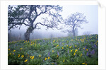 Oak Trees and Flowers in Meadow by Anonymous