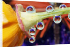 Butterfly Reflected in Water Drops on Flower by Anonymous