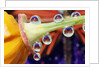 Butterfly Reflected in Water Drops on Flower by Anonymous