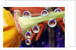 Butterfly Reflected in Water Drops on Flower by Anonymous