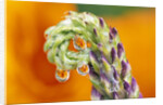 Poppy Reflected in Lupine by Anonymous
