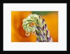 Poppy Reflected in Lupine by Anonymous