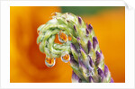 Poppy Reflected in Lupine by Anonymous
