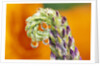 Poppy Reflected in Lupine by Anonymous