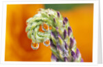 Poppy Reflected in Lupine by Anonymous